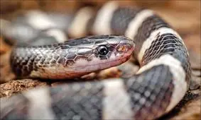 قتل عام مار‌ها به خاطر یک تصور غلط؛ آیا نماد امسال خطرناک است؟