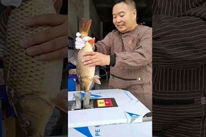  دستگاه تمام اتوماتیک تمیز کننده ماهی، ساخت چین/ ویدئو 