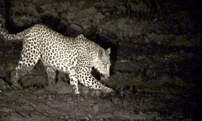 شکار لحظه‌های شبانه یک پلنگ در تالش/ ویدئو