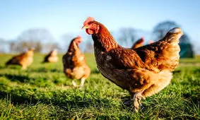 یک عاشقانه مرغ و خروسی/ ویدئو