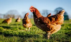 یک عاشقانه مرغ و خروسی/ ویدئو