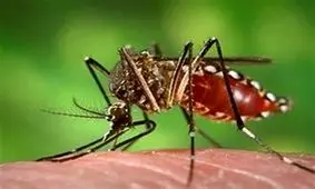 ‌‌پشه‌ آئدس در بندرعباس رؤیت شد/ "تب استخوان‌شکنی" که سلامت جامعه را تهدید می‌کند‌