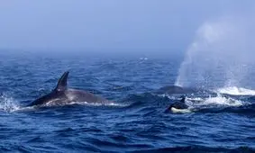 حمله نهنگ‌های قاتل به قایق‌ها در اسپانیا/ از انسان‌ها انتقام می‌گیرند؟