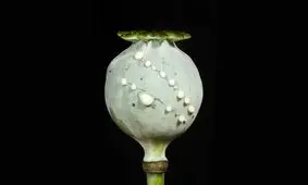 ظهور و سقوط امپراتوری‌ها به پای تریاک