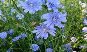 این گیاه همزمان فشار خون ، قند خون، کبد و ضعف بینایی را درمان می کند