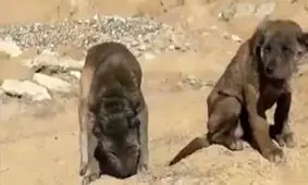 این حیوان شیر سگ است ؟ / در عراق مشاهده شد/ ویدئو