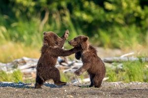 عکس دردناک از تلف شدن دو توله خرس بر اثر برخورد با قطار