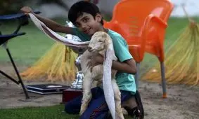 سلبریتی مشهور پاکستان یک بزغاله است/ ویدئو