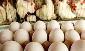 کاهش قیمت تخم مرغ به خاطر گرما 