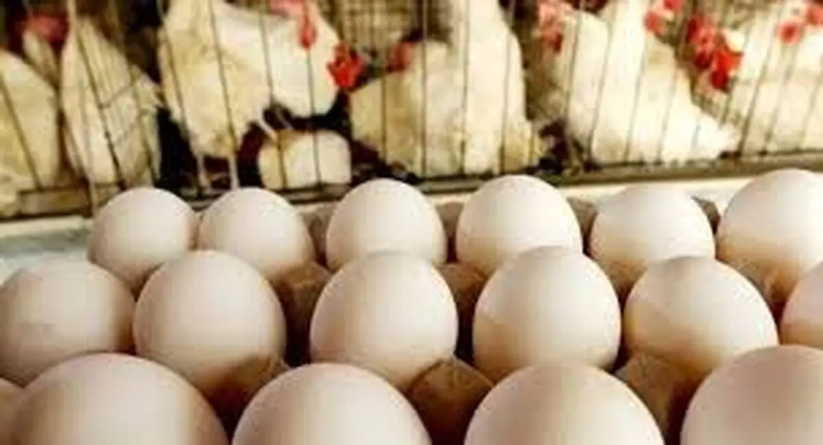 کاهش قیمت تخم مرغ به خاطر گرما 