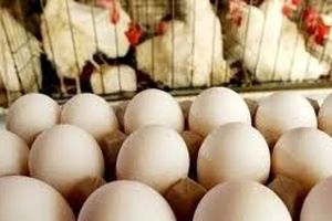 کاهش قیمت تخم مرغ به خاطر گرما 