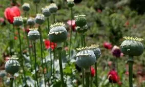 جزئیات بیشتر درباره کشت قانونی خشخاش در ایران