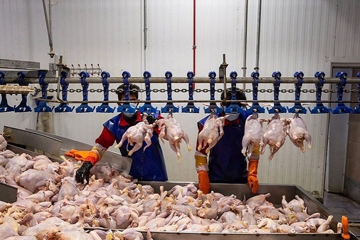 قیمت مرغ زنده چرا بال درمی‌آورد؟