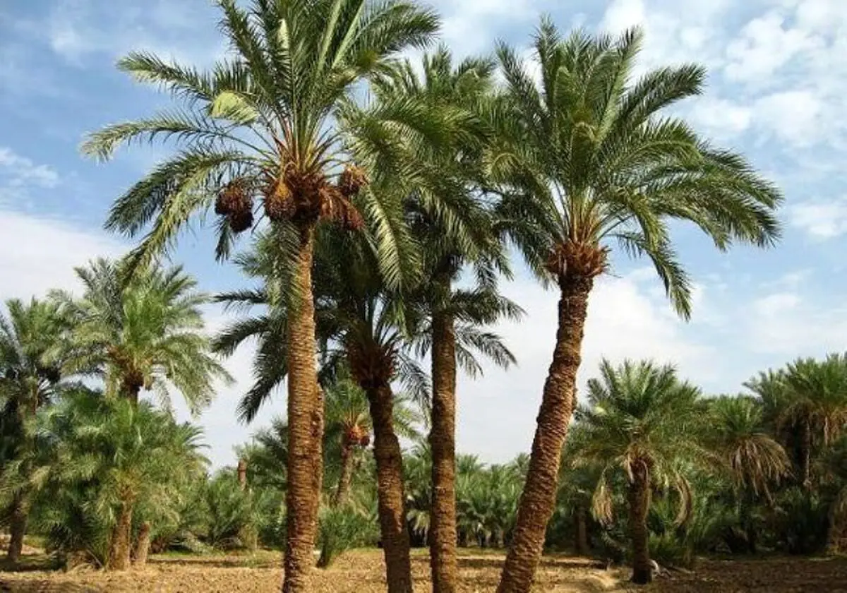 قصه پر غصه نخل‌های ایرانی / فروش درختان به قطر برای جام جهانی!
