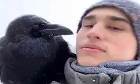 کلاغی که حیوان خانگی است و ۳۰ دستور را انجام می‌دهد/ ویدئو