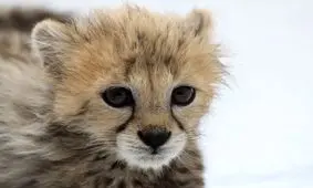 «پیروز» فیله مرغ و گوشت قرمز می‌خورد