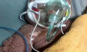 تصاویری از خانه رایان قاسمیان، نوزاد دوماهه ای که شهید شد