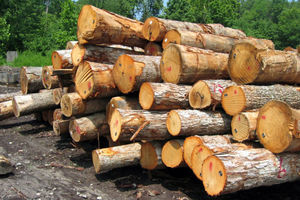 کشف و ضبط ۱۵ تن چوب جنگلی قاچاق در نور
