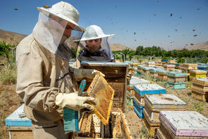 ۶۰۰ تن عسل در مهاباد تولید شد