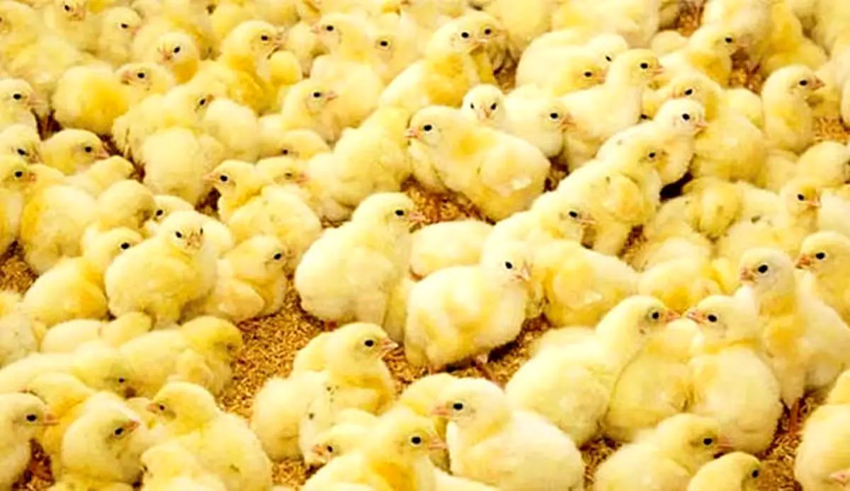 مرغداران مجبور هستند جوجه ها را در چاه بریزند/ ویدئو