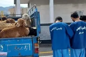 توقیف گوسفندان غیر مجاز توسط پلیس
