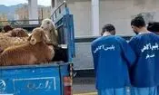 توقیف گوسفندان غیر مجاز توسط پلیس 