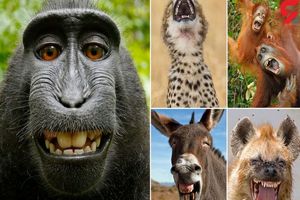 تصاویری جالب از لحظات بامزه و خنده‌دار حیوانات/ ویدئو