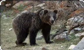 مشاهده یک قلاده خرس قهوه‌ای در ارتفاعات فیروزکوه/ ویدئو