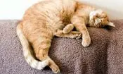 گربه ها واقعاً چقدر می‌خوابند؟