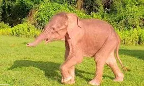 تولد یک بچه فیل سفید کمیاب در میانمار/ ویدئو