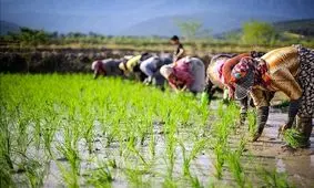 آواز زنان هنگام نشاء در مازندران/ ویدئو

