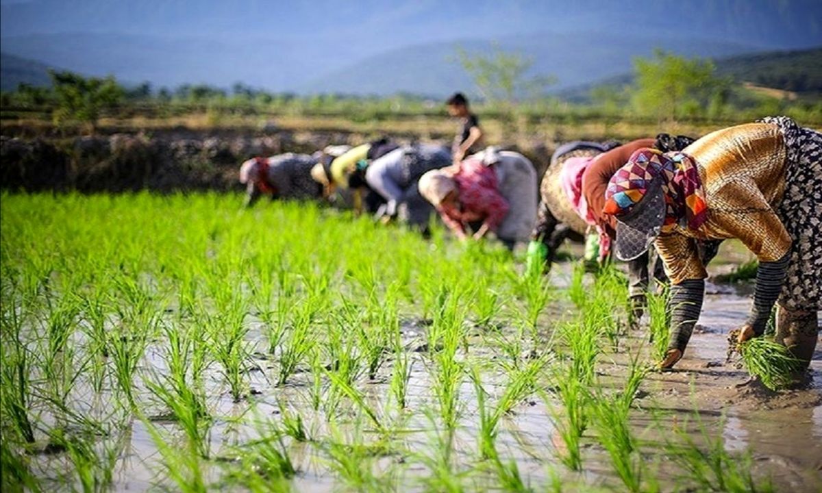 آواز زنان هنگام نشاء در مازندران/ ویدئو