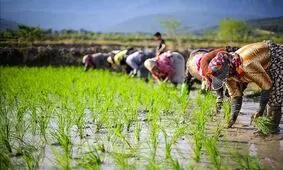 آواز زنان هنگام نشاء در مازندران/ ویدئو

