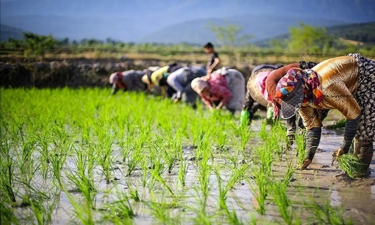 آواز زنان هنگام نشاء در مازندران/ ویدئو

