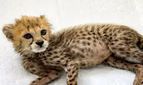 بررسی علت تلف شدن «پیروز» در مجلس

