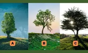 تست شخصیت شناسی/ میزان نوستالژیک بودن خود را کشف کنید؛ کدام درخت نمایانگر شماست؟