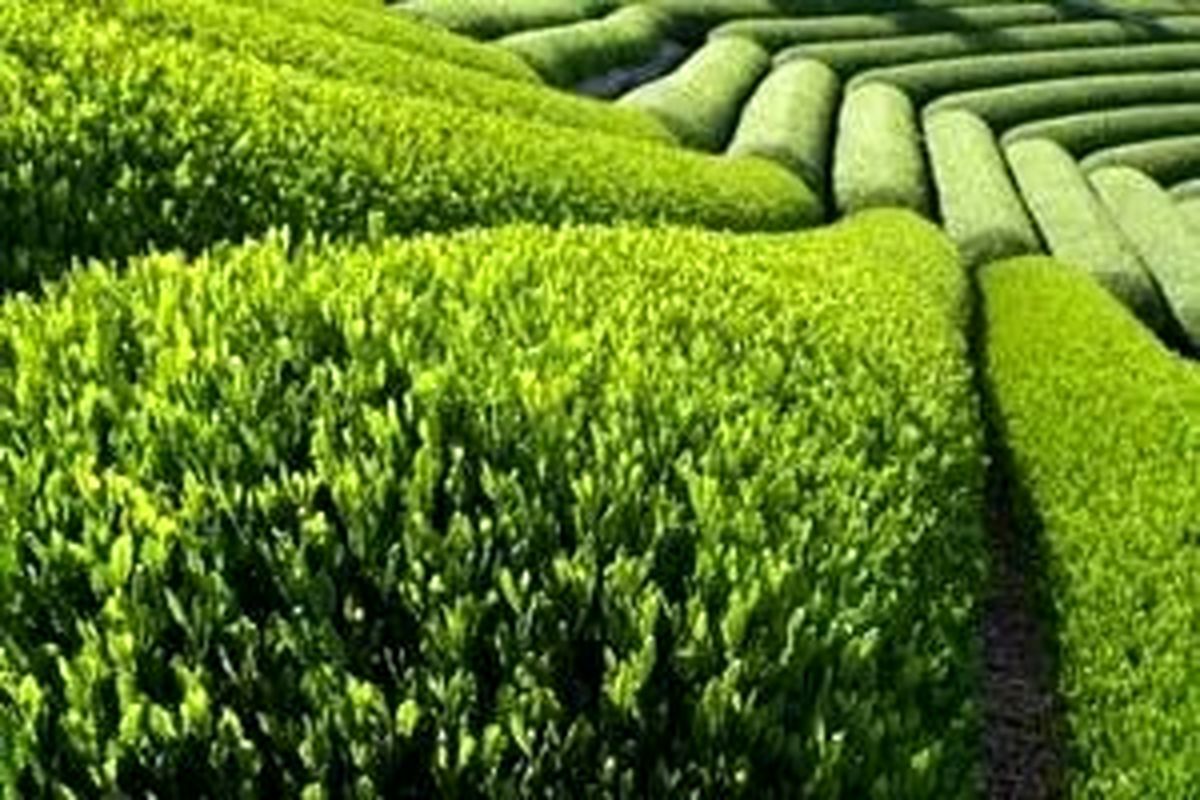 جزییات تهاتر چای با بدهی نفتی سریلانکا/ واردات چای محدود میشود