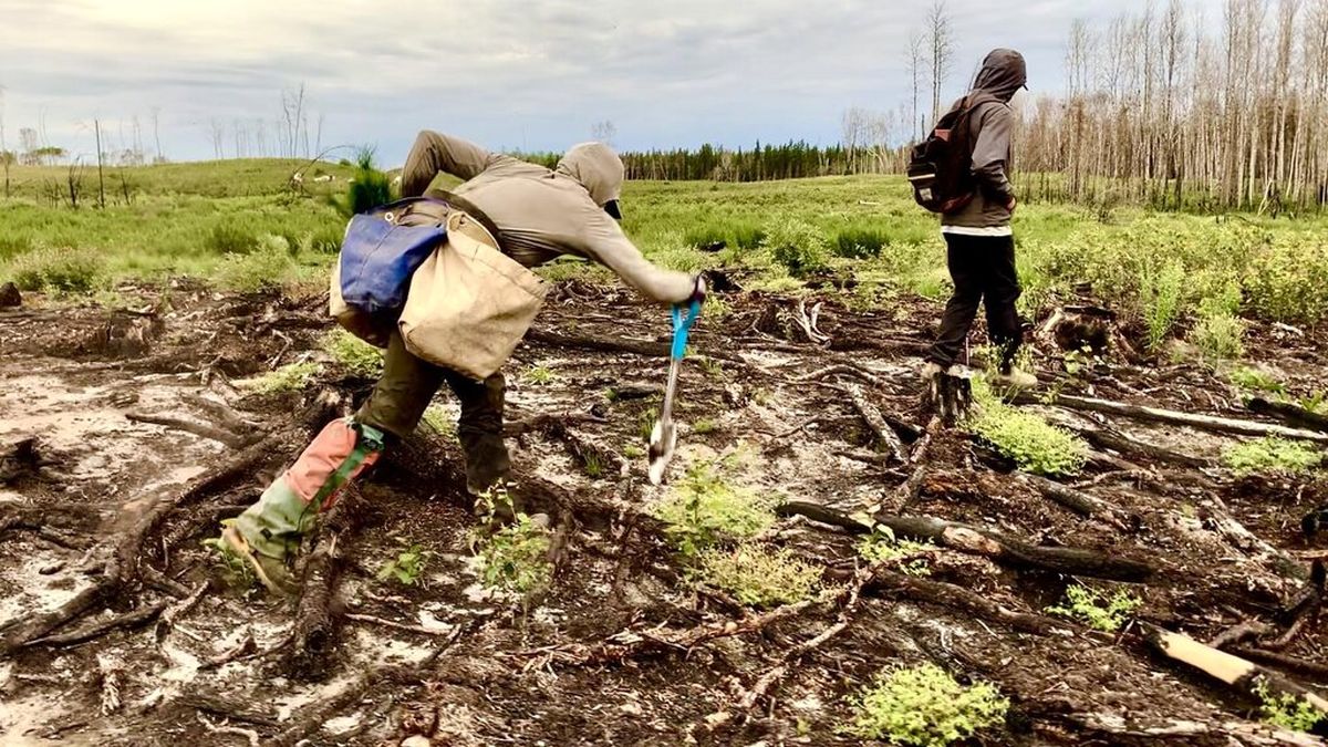  رکورد عجیب گینس/ جوان ۲۳ ساله ۲۳۰۶۰ درخت در ۲۴ ساعت کاشت