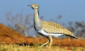 مرغ بمب افکن، این پرنده‌ی تک همسر به زندگی متعهد است