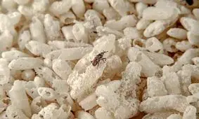 چرا باید برنج را شست؟ / پای یک حشره کوچک در میان است
