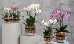 بهترین روش نگهداری از گل ارکیده / ۸ نکته مهم که باید بدانید