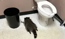  شهرت یک شبه «راکون مست» در جهان