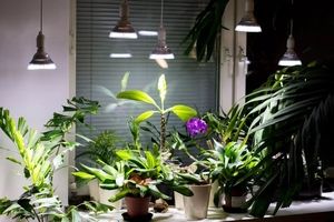 یک روش ساده و ارزان برای تامین نور گیاهان آپارتمانی | چراغ رشد گیاه چه ویژگی‌هایی دارد؟