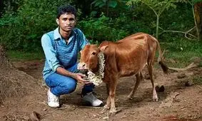 کوچک‌ترین گاو دنیا کجا زندگی می‌کند؟