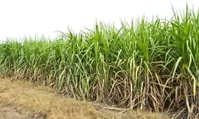 شیرینی نیشکر در کام اقتصاد ملی/ جهش تولید و سوددهی در شرکت توسعه نیشکر