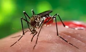 ‌تب دنگی ‌در جنوب ایران به مرحله خطرناکی رسید‌