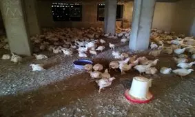 معدوم‌سازی مرغ با وزن بیش از ۱.۲ کیلوگرم منطقی نیست/ فیلم منتشرشده درباره مرغ‌های بیمار است

