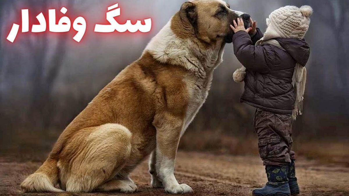 داستان سگ وفادار؛ سگی که شبها برمیگشت تا نگهبانم باشد