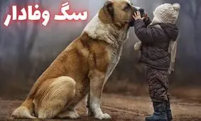 داستان سگ وفادار؛ سگی که شب‌ها برمی‌گشت تا نگهبانم باشد