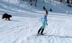 لحظه عبور سریع خرس از مقابل یک اسکی‌باز/ ویدئو